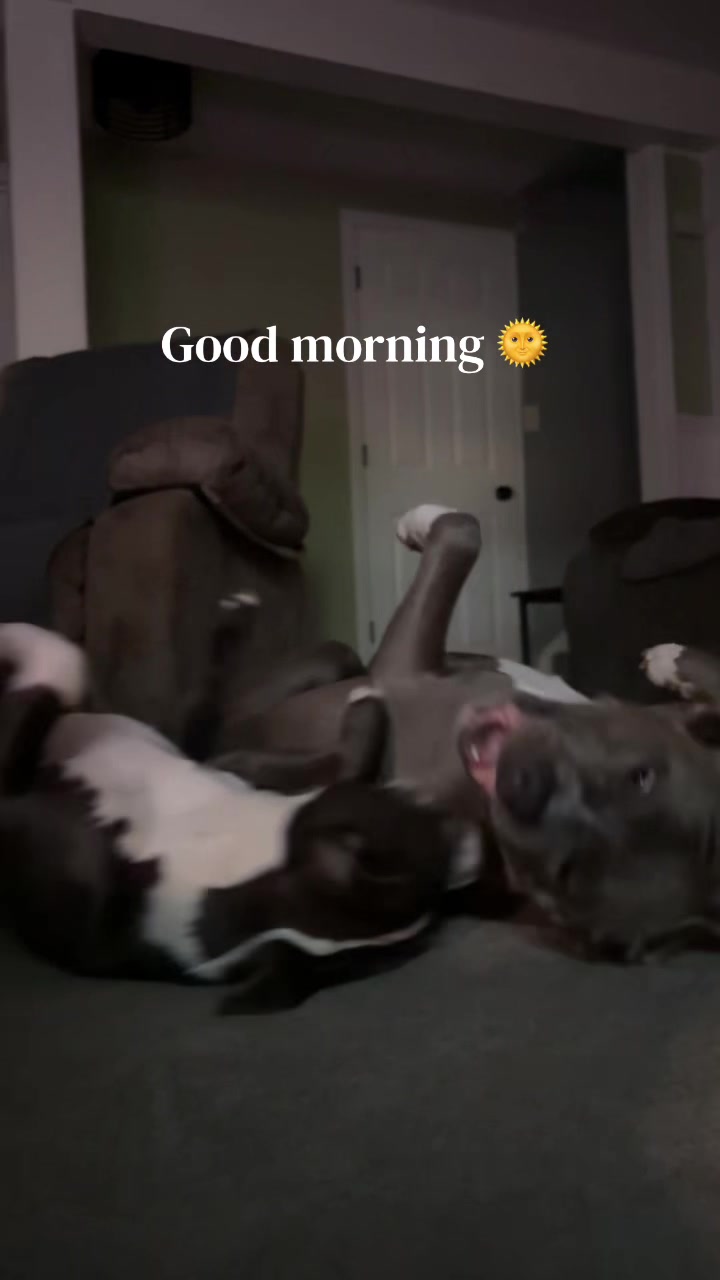 @OurPittieLittleLife🐶
