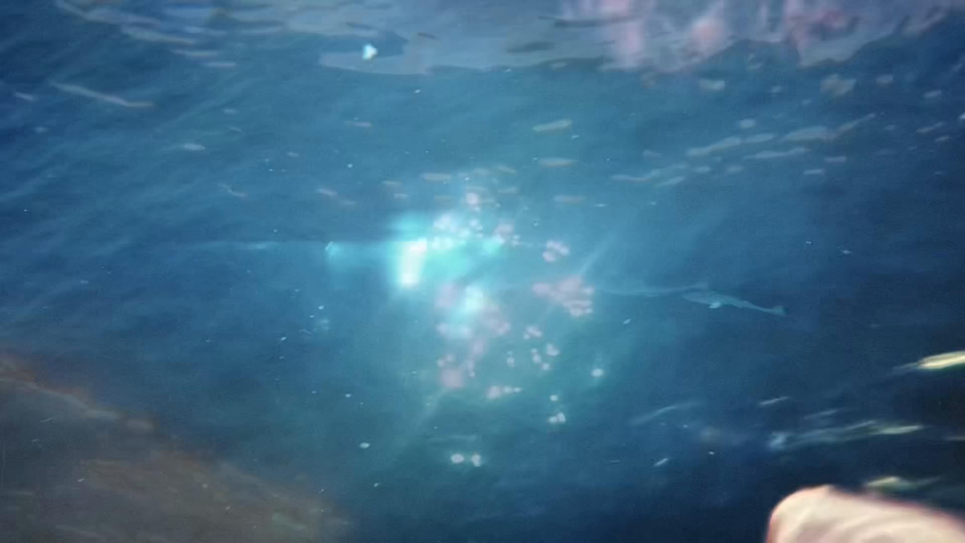 @𓆸