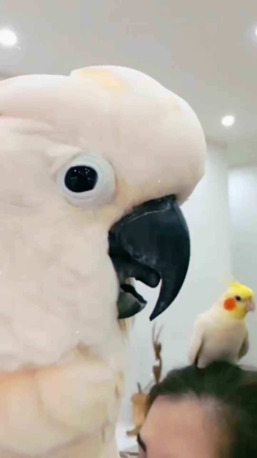 @Cute little pet 💕