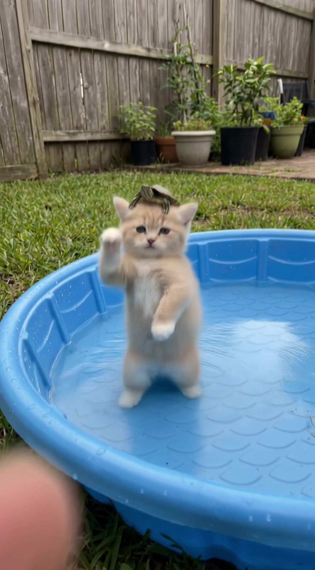 @Go ! Go! Catolution!