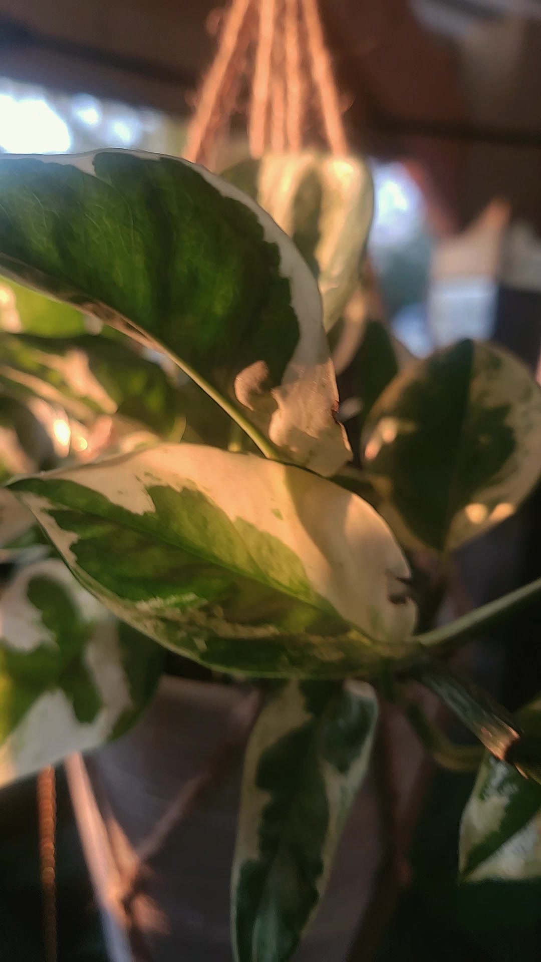 @✨️🌱lisa&bull;lila🌱✨️