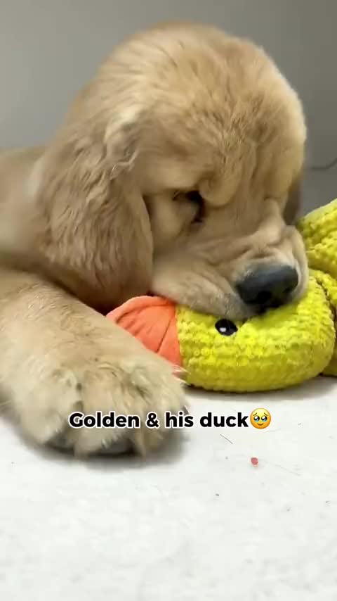 @Golden fam