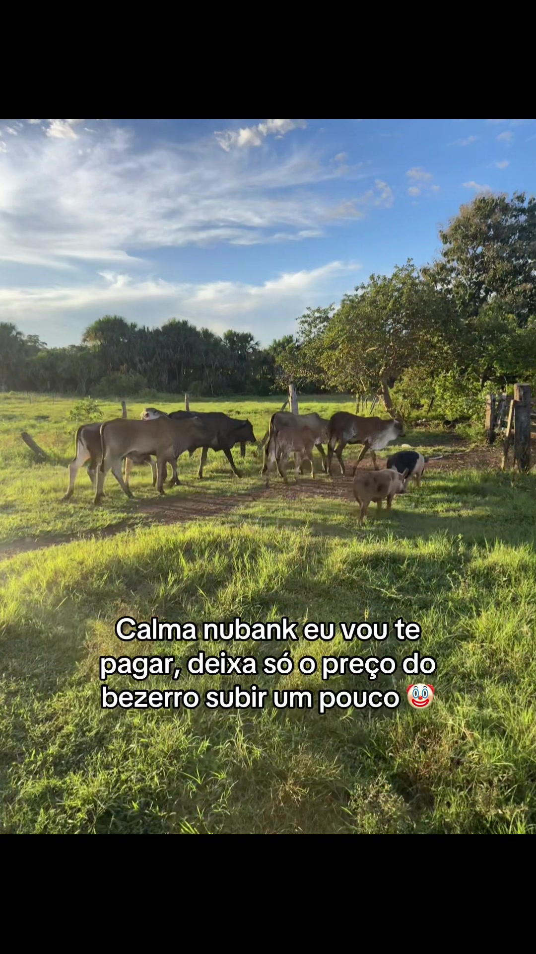 @Berdinazzi 🇧🇷