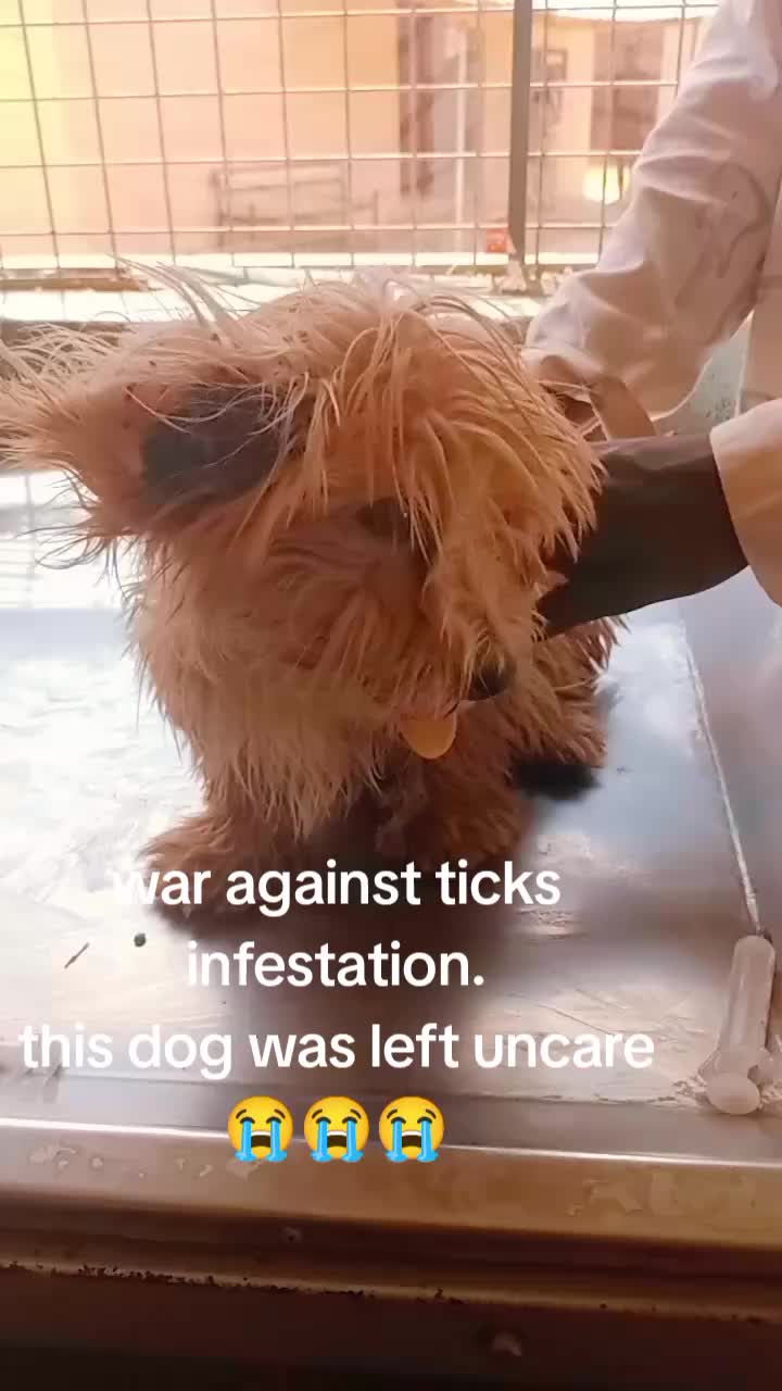 @Animal Welfare