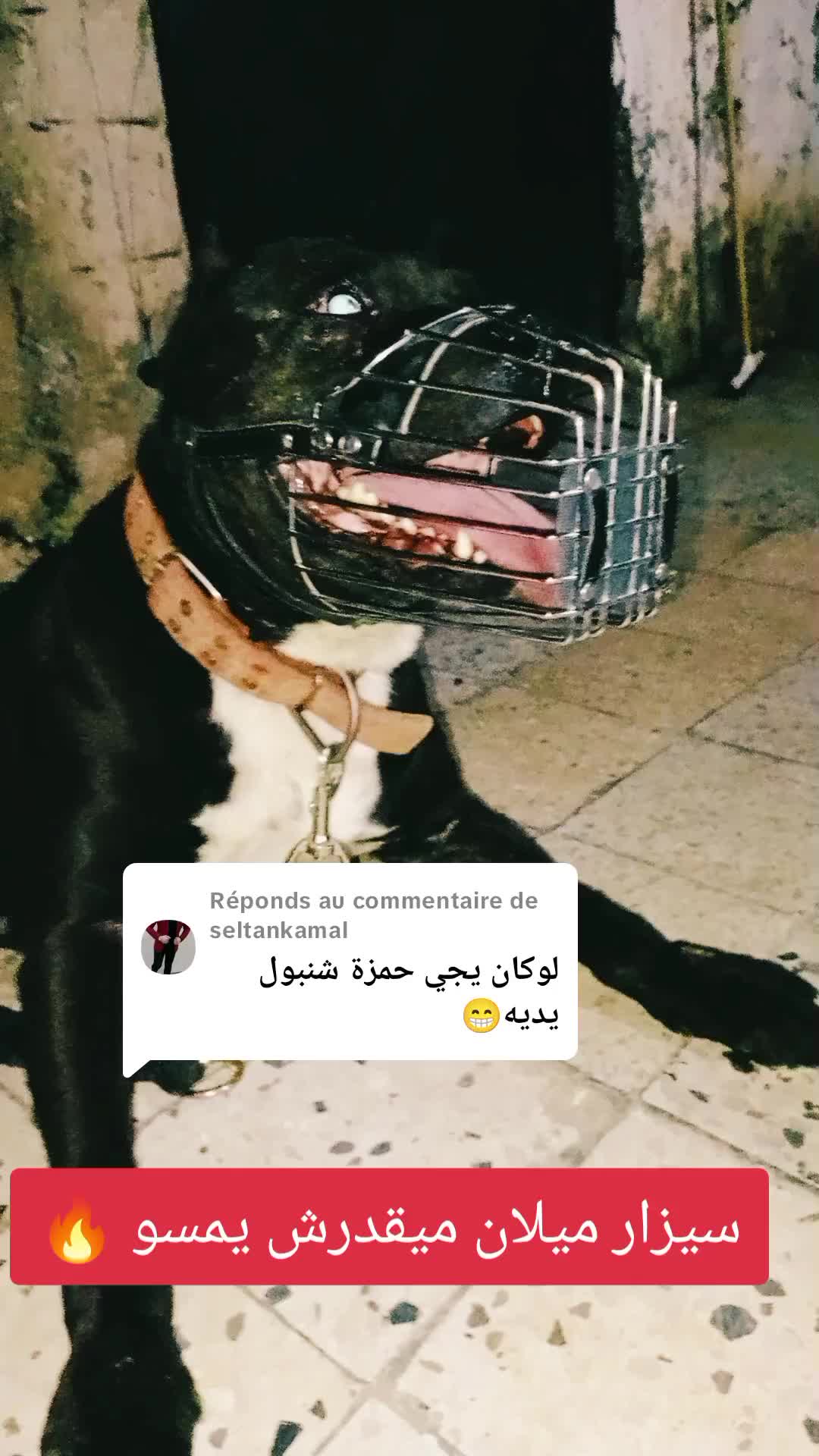 @مزرعة كلاب الدوڨو&البيتبول🔥