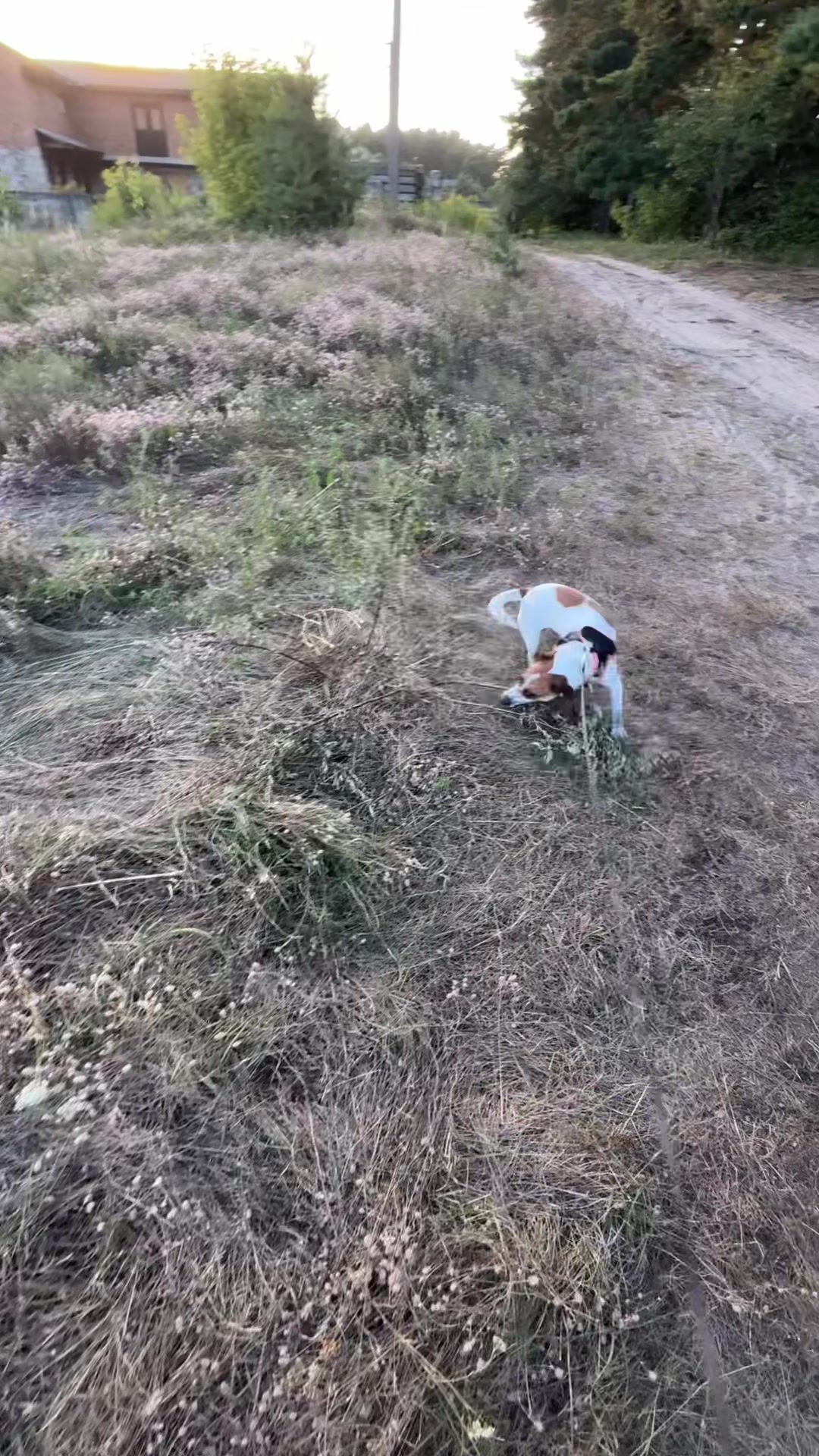 @люблю свою кожану🐶