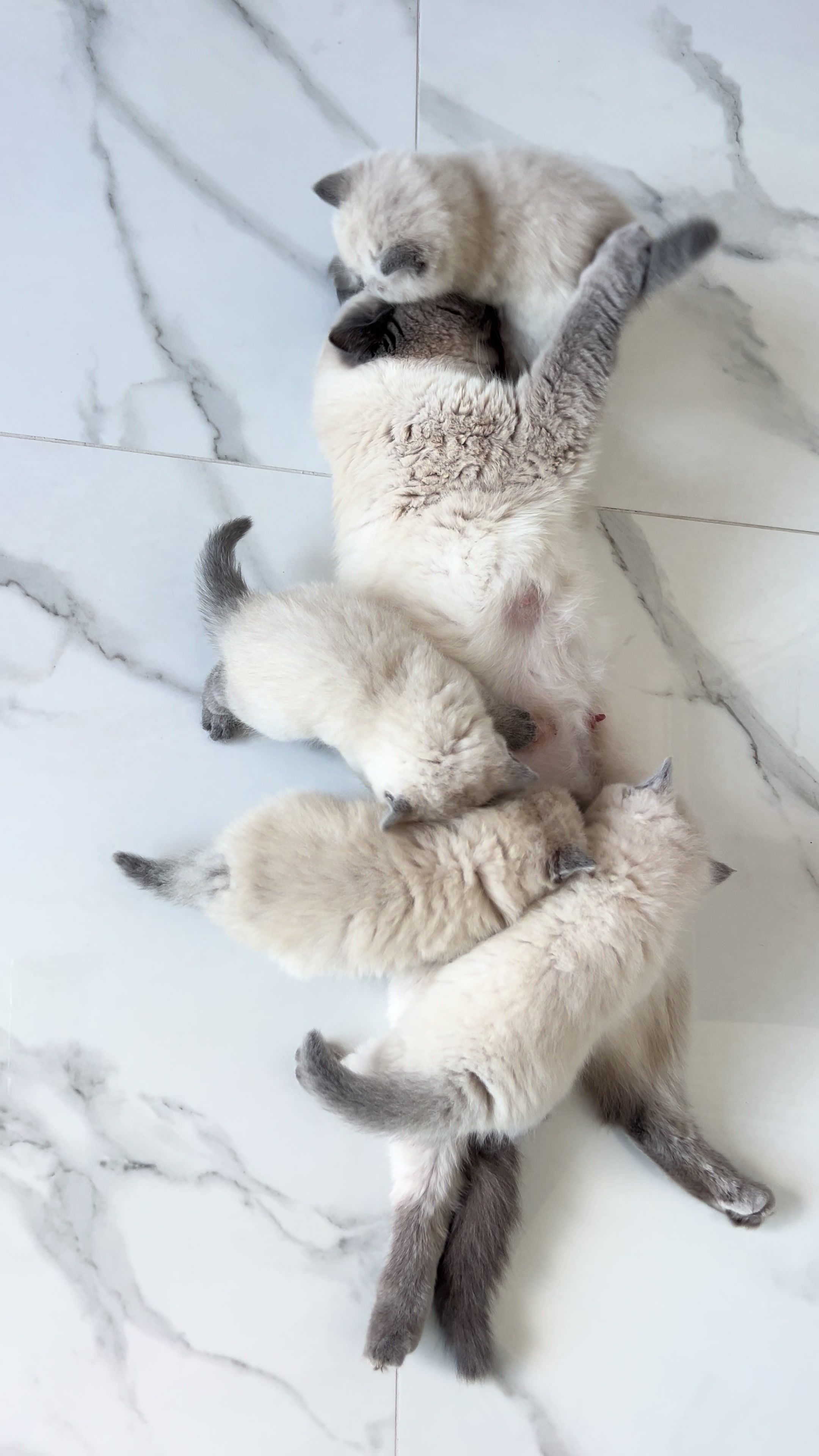 @Трускавецька киця 😻