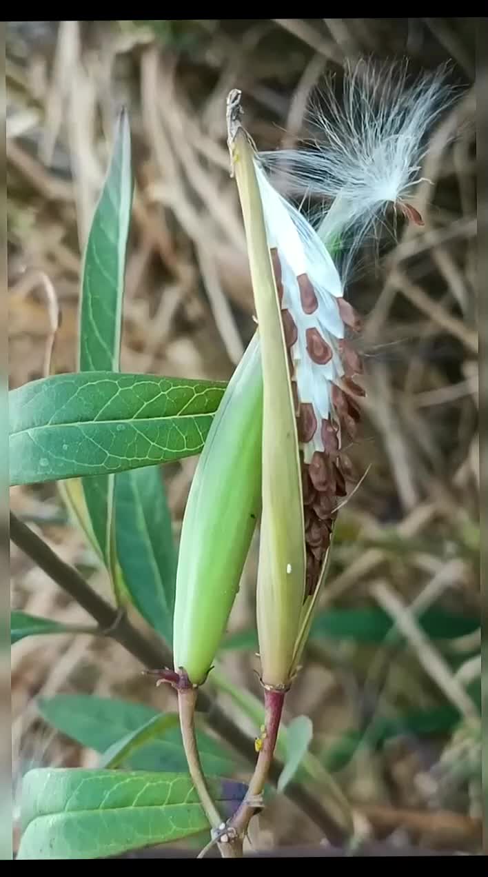 @gaib0009