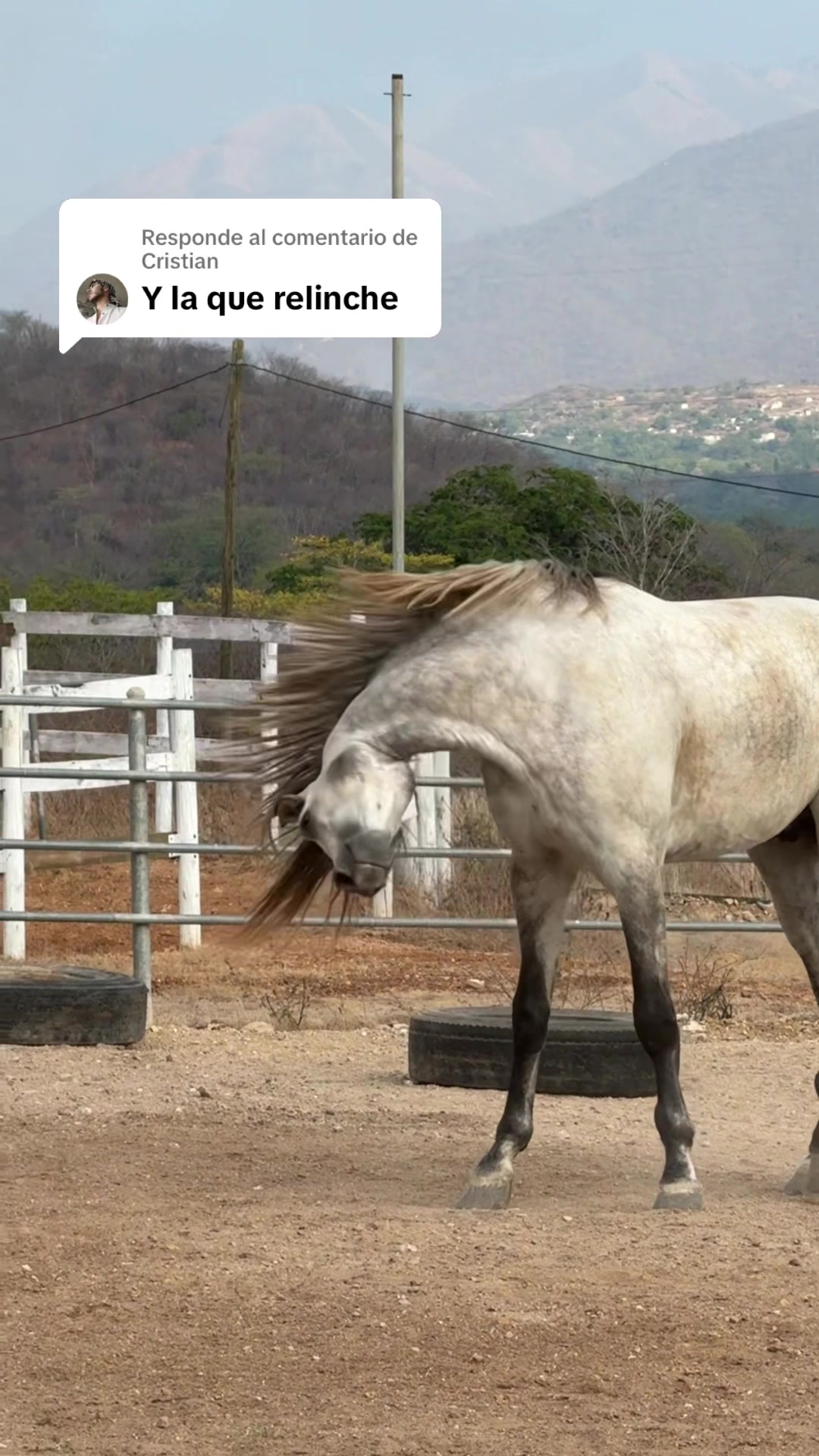 @reydelcaballo.gt
