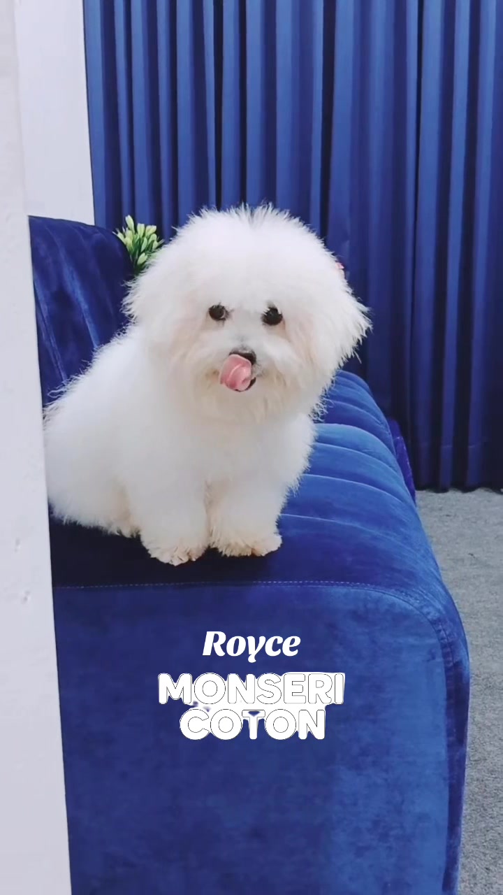 @Monseri Puppy
