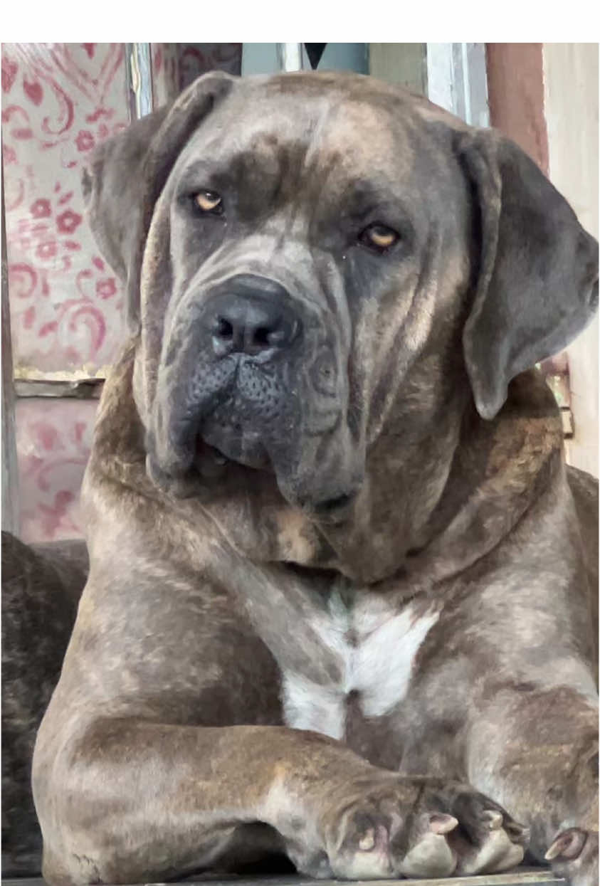 @Mafiacanecorso