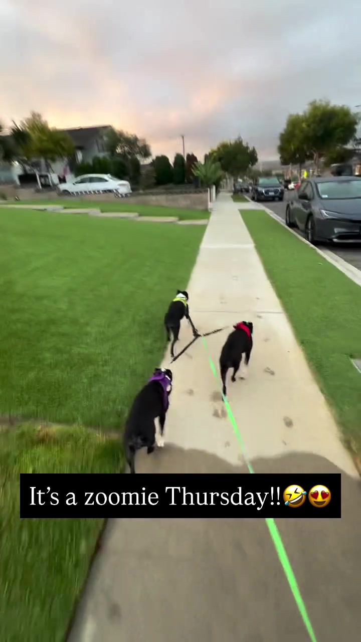 @boston.terrier.shop