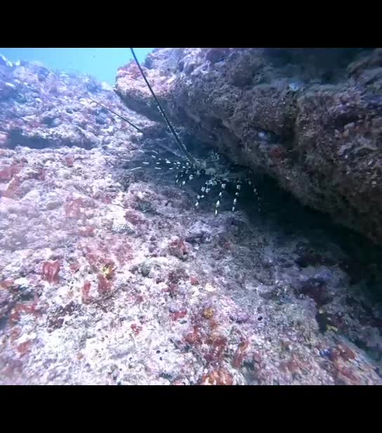 @Papamanyota dive centre kenya