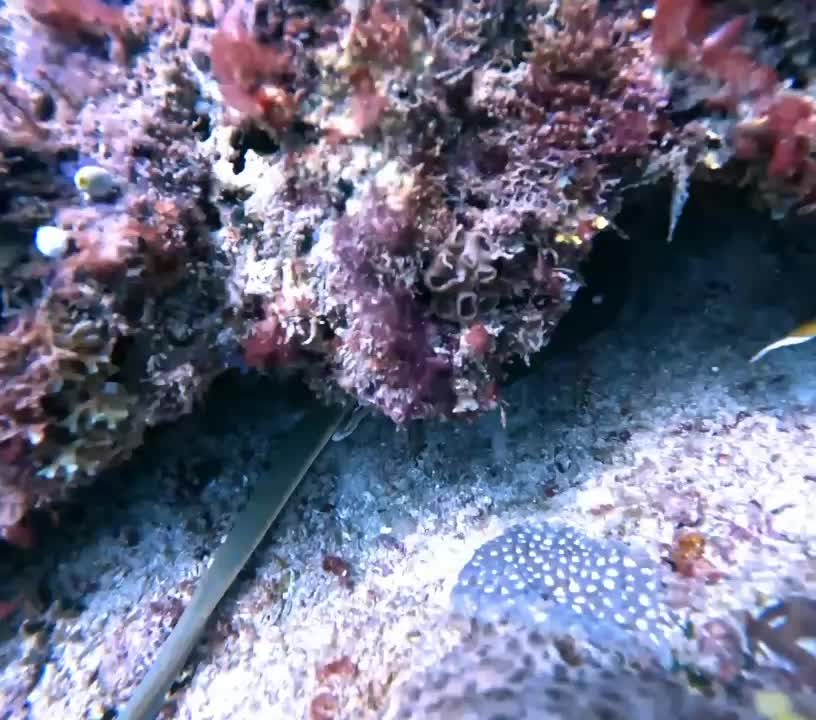 @Papamanyota dive centre kenya
