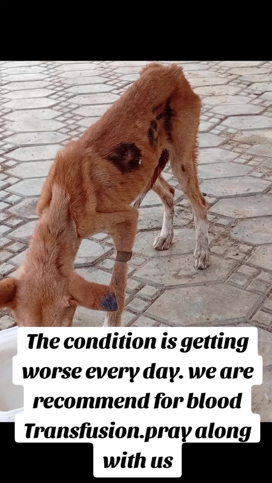 @Animal Welfare