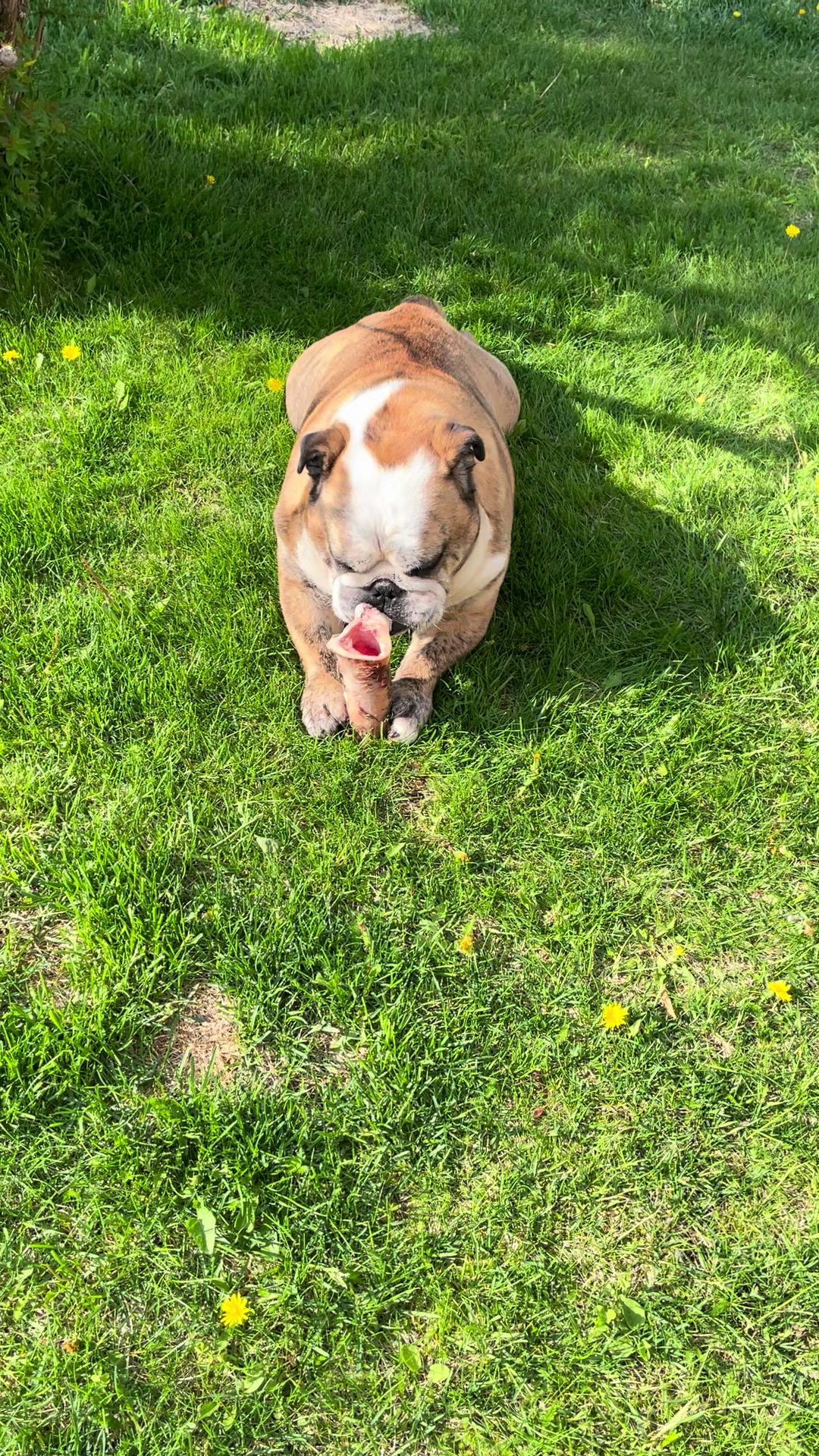 @Pedrobulldog