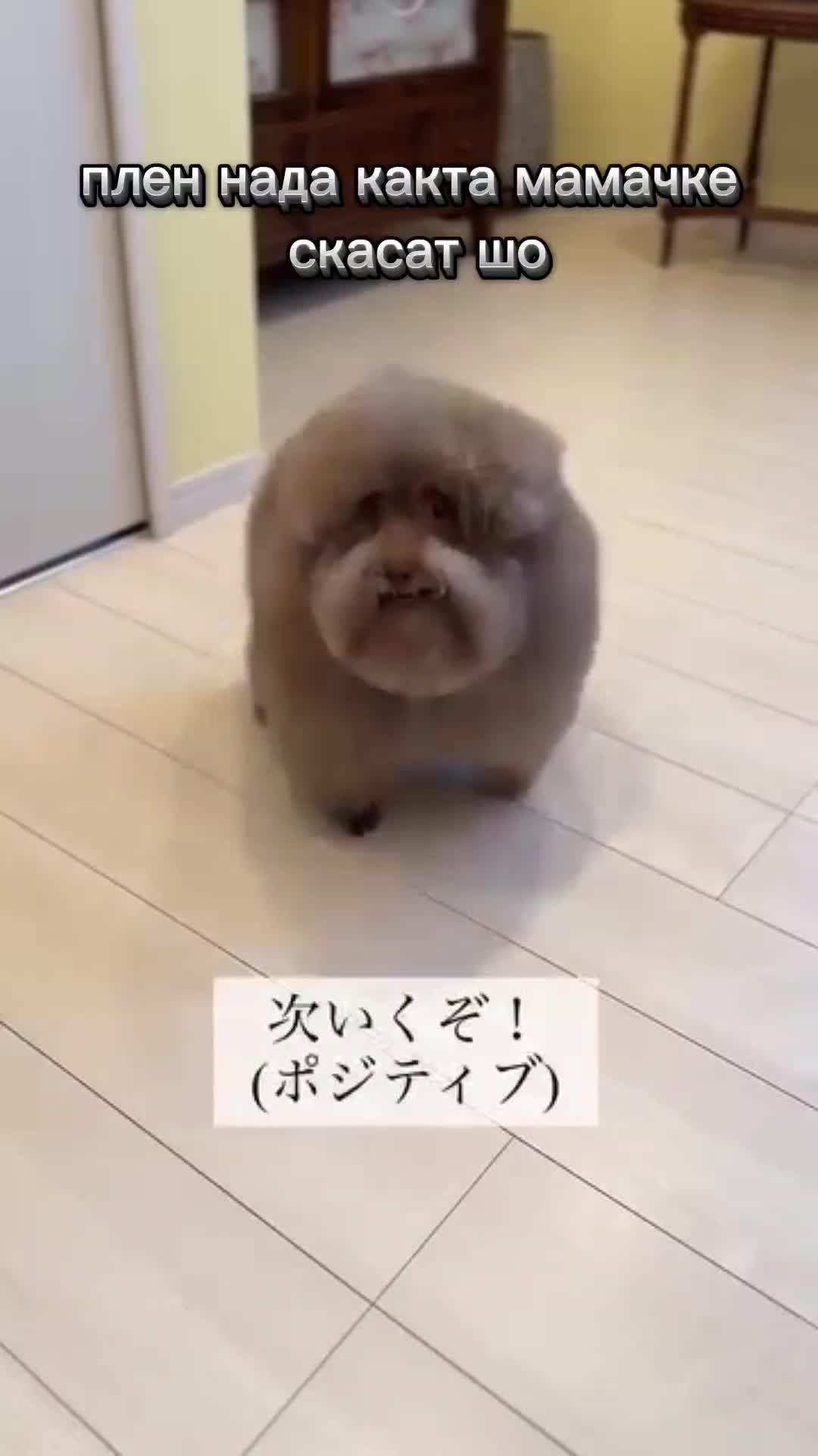 @ипучи