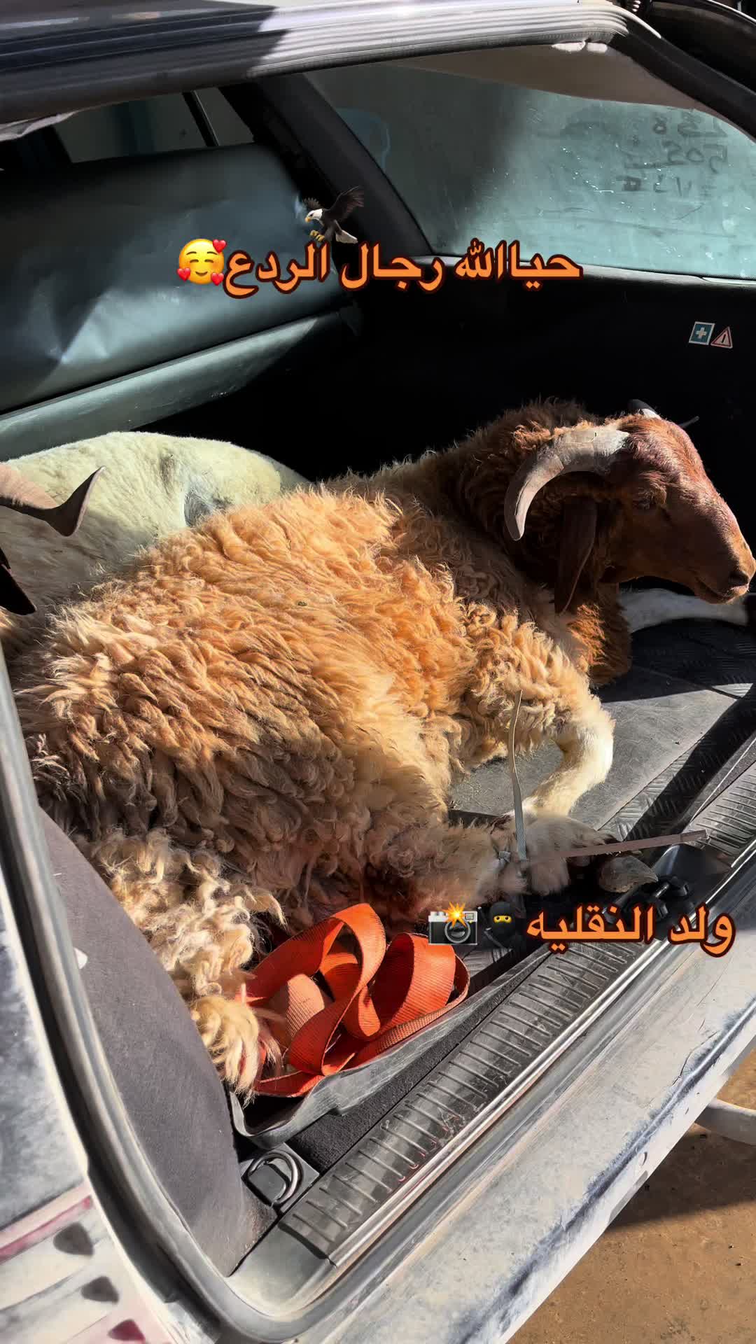 @ولد النقليه🥷