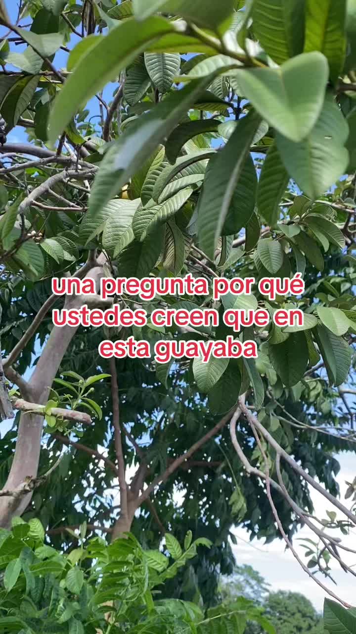 @Oviedoeventsdr
