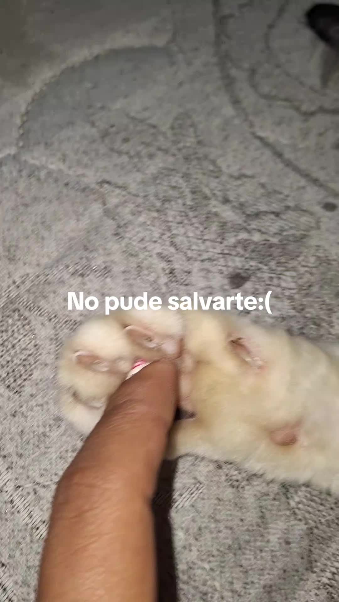 @DAYANX