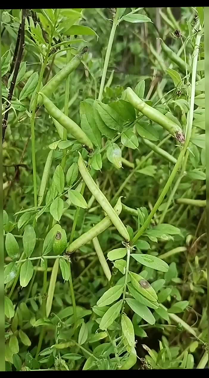 @gaib0009