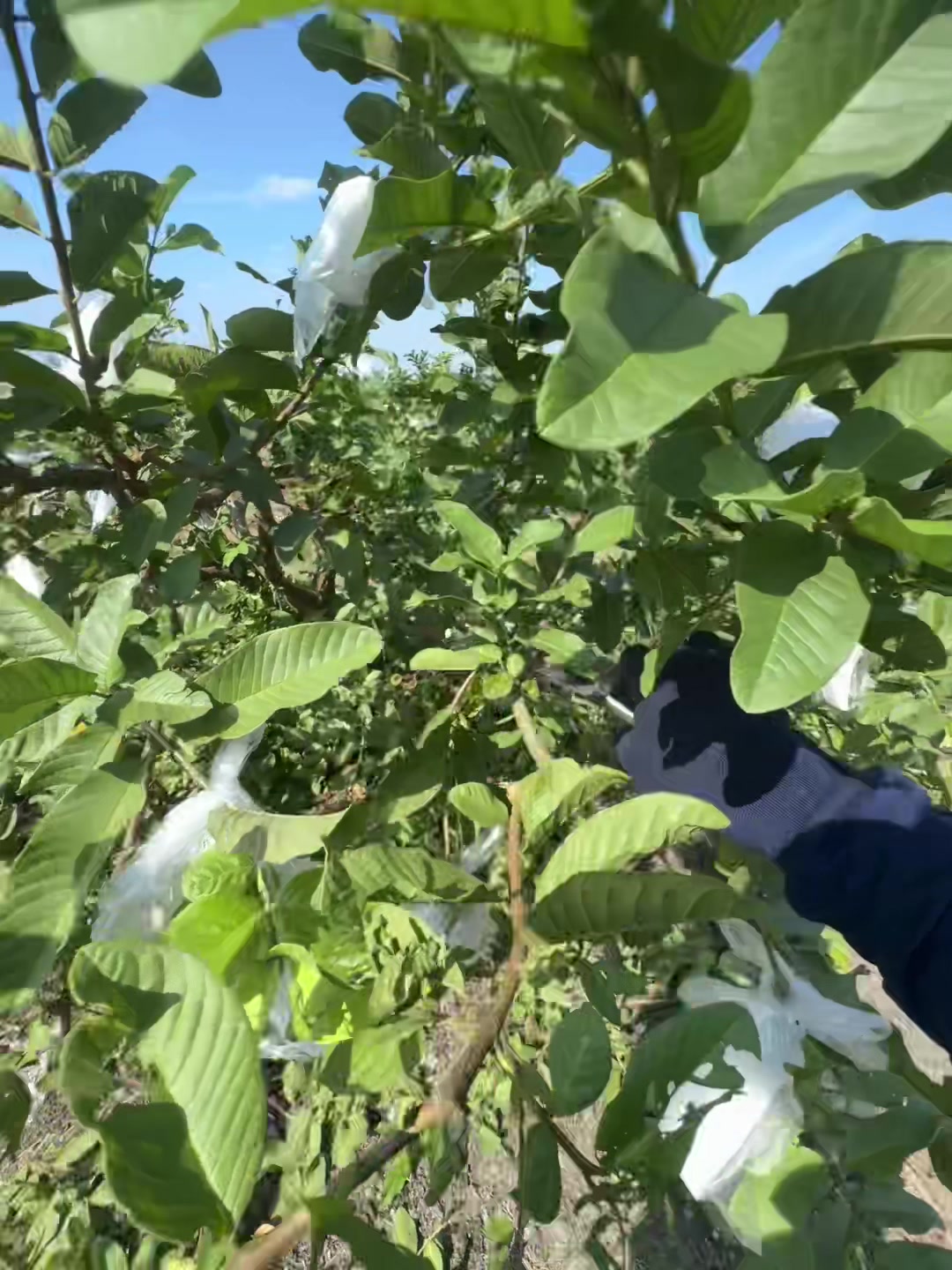 @億昌果園 燕巢芭樂棗子