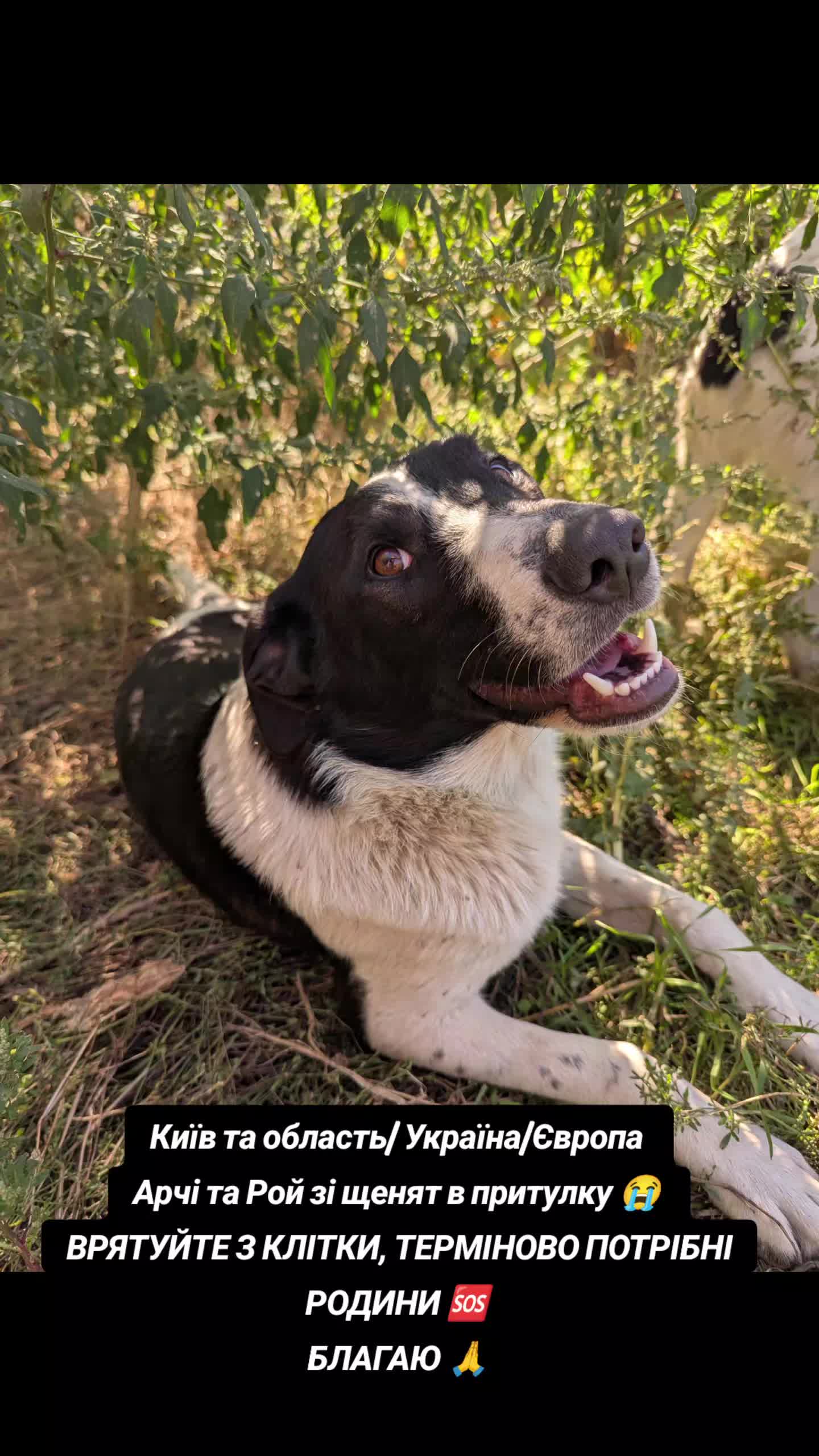 @MosakAnimalHub