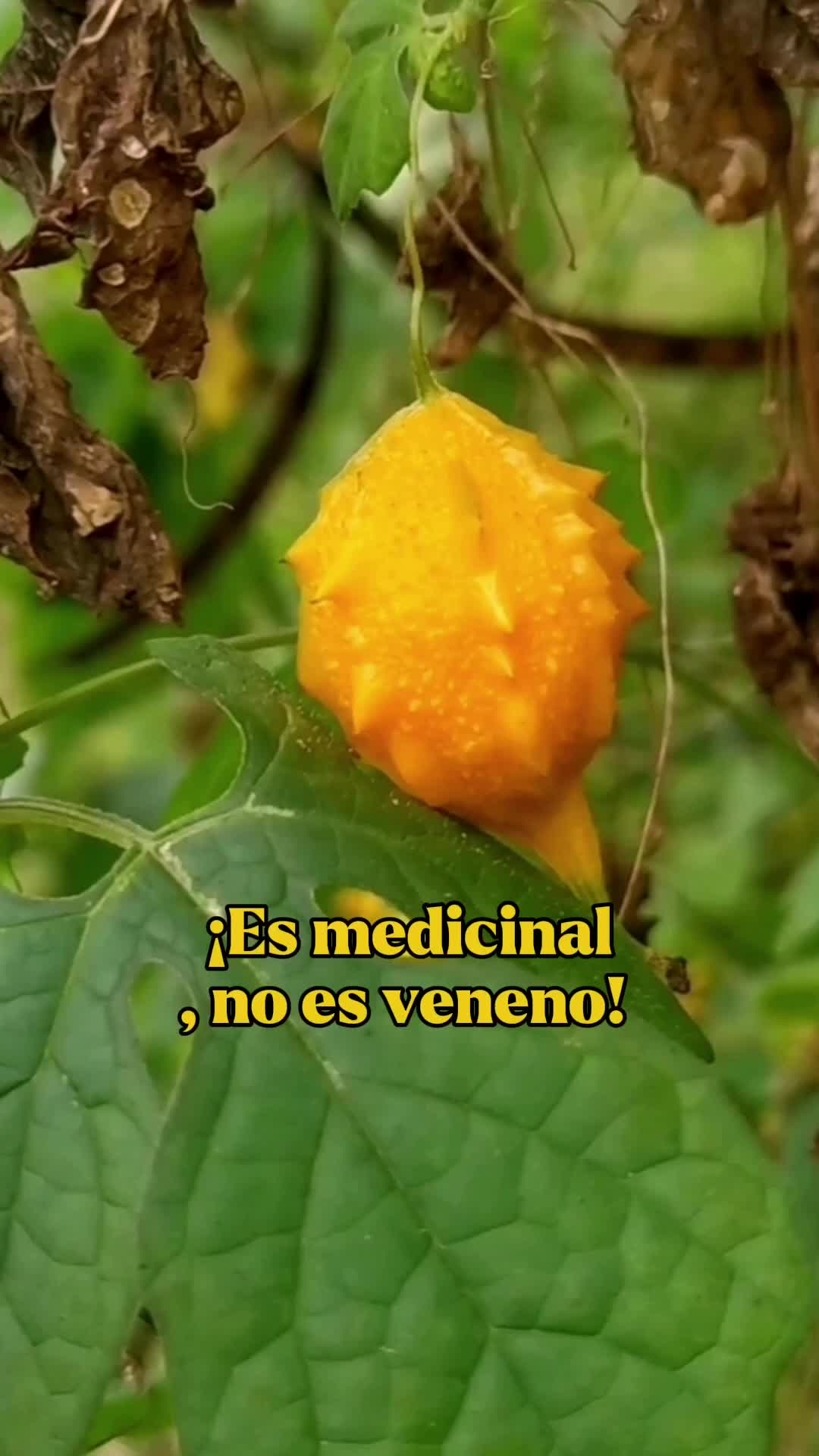 @Monte.sientovivo
