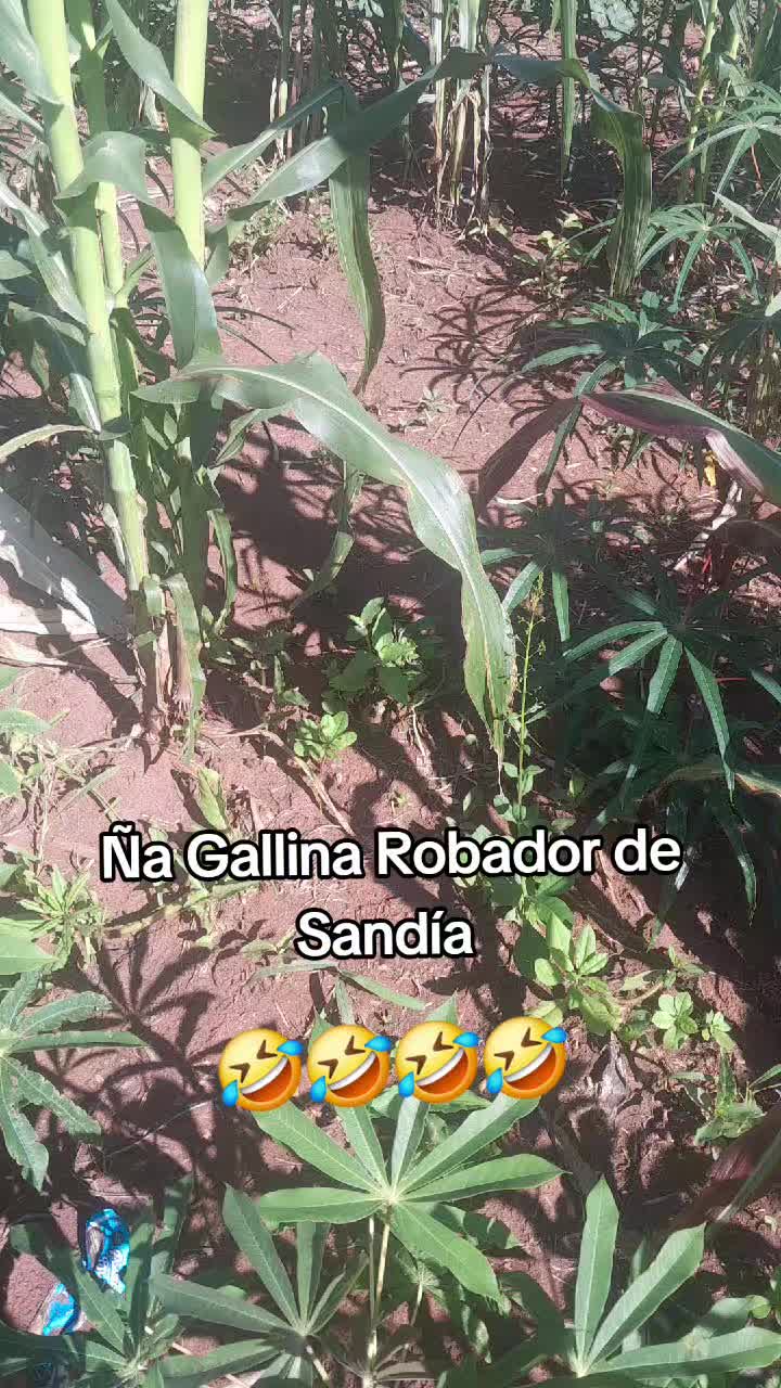 @kasike,i del 🇵🇾