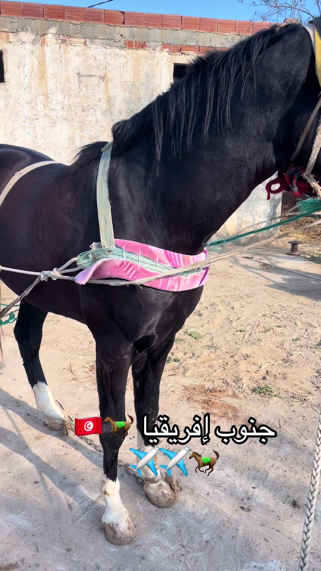 @jasser barhoumi راكب لدهم