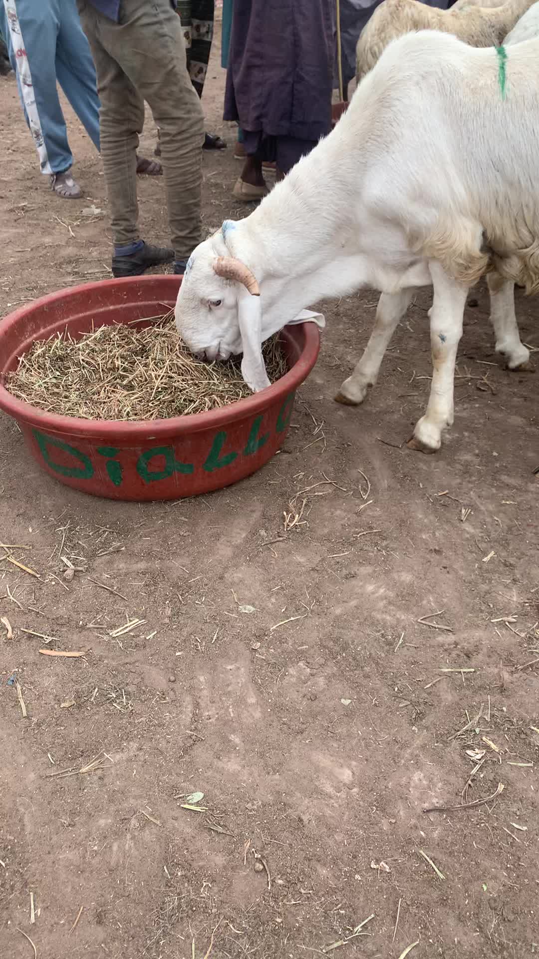 @Bergerie Soundiata Keita🐏🐑
