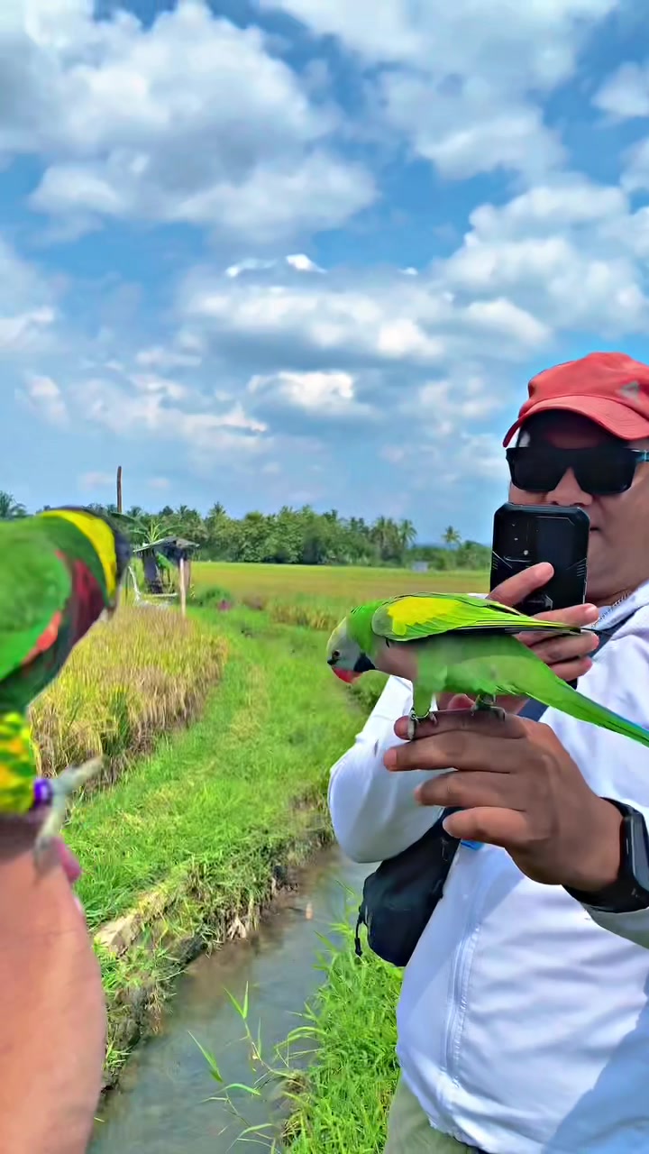 @Seputar Burung Free Fly