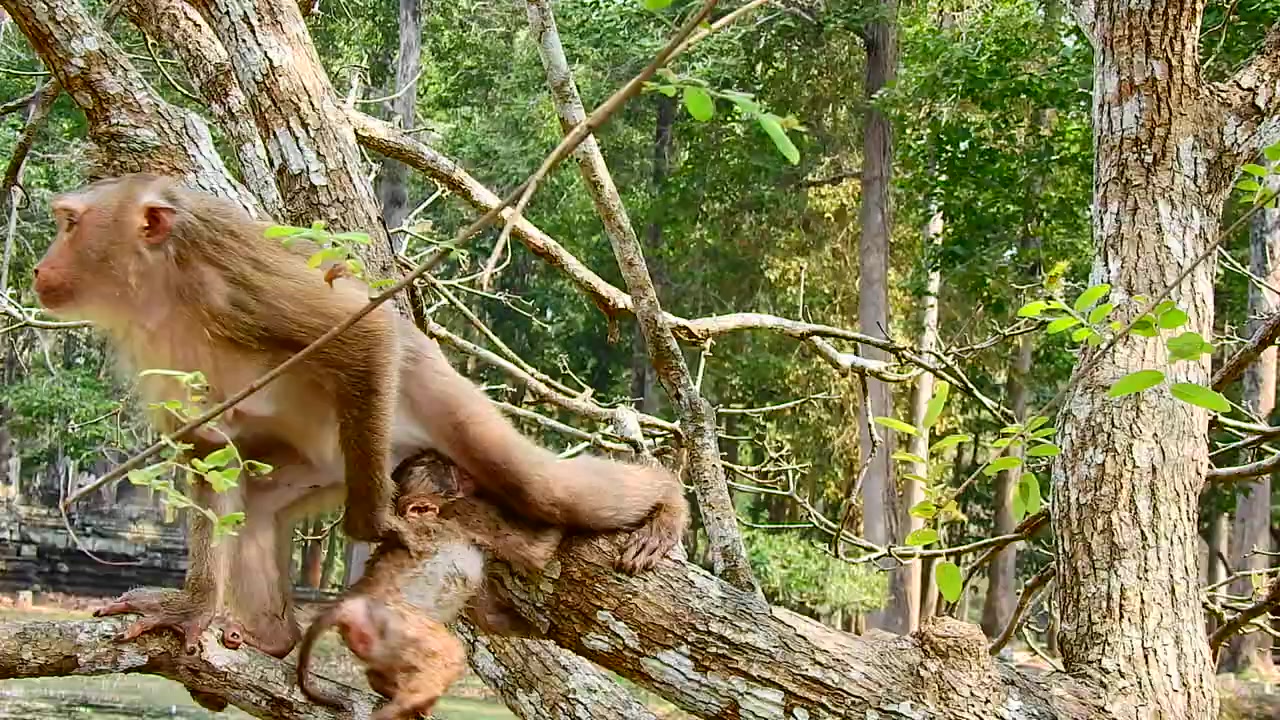 @Asian Macaques