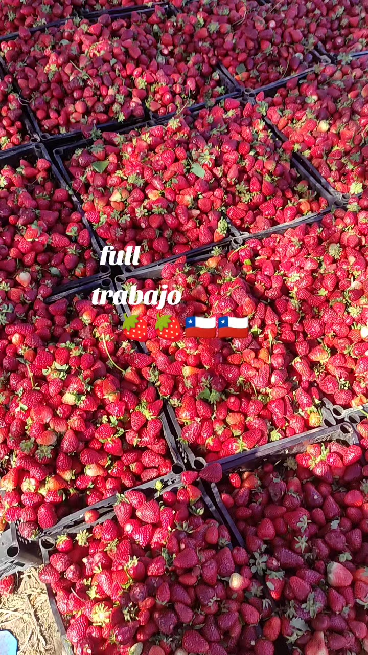 @Gris🌹 Montalvo🥰🇧🇴🇨🇱