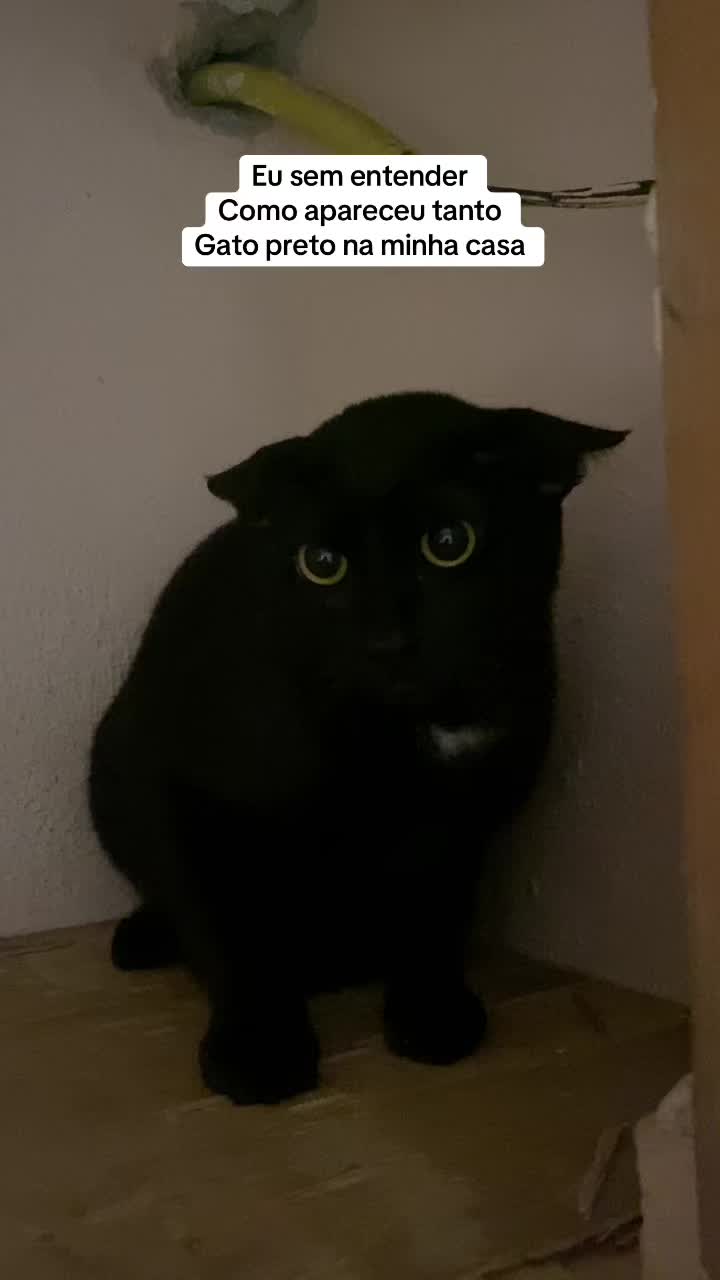 @Ed&ensp;pet