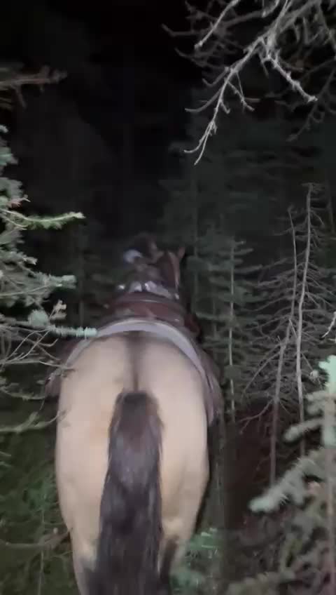 @ddwildhunts