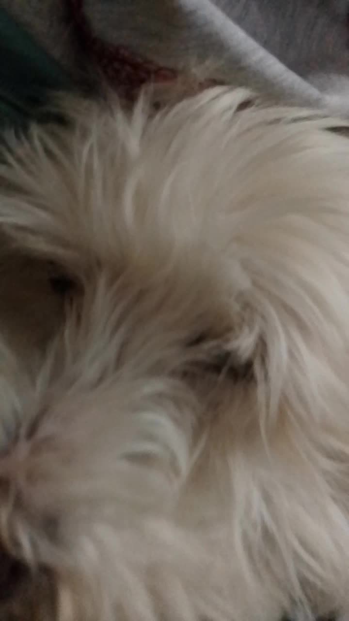 @Sr. Tom&aacute;s 💙🐶💚