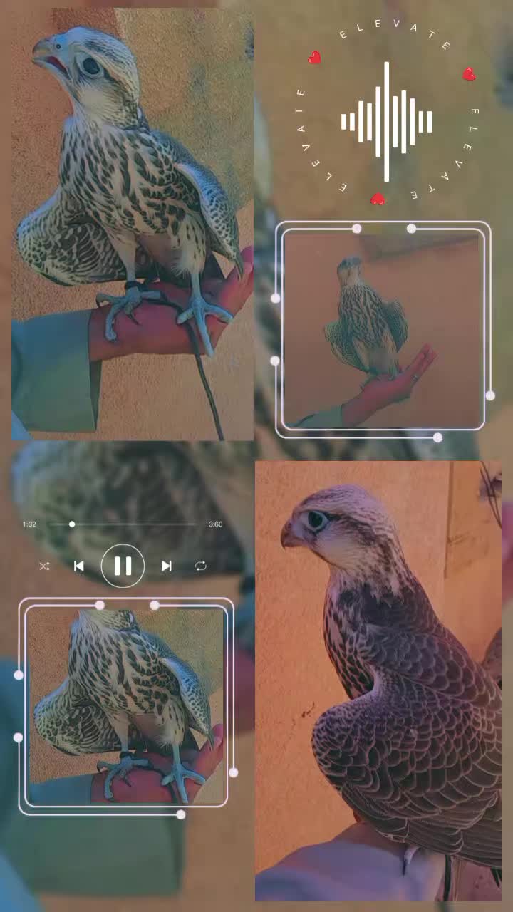 @زكريا سرخاد