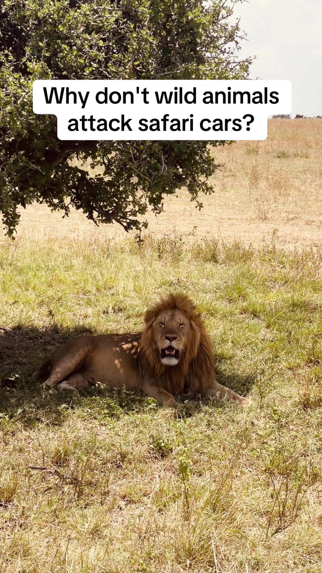 @Tanzania Safari Experience