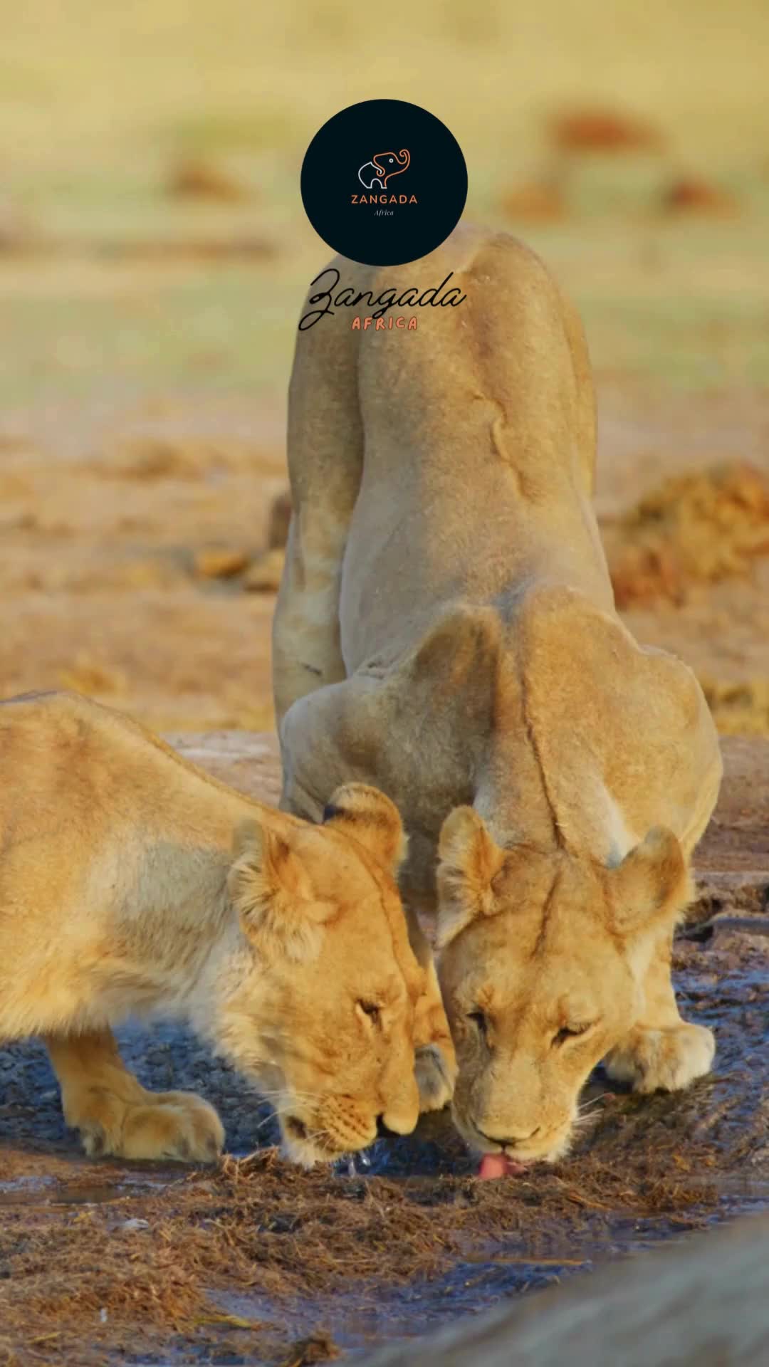 @Zangada Africa
