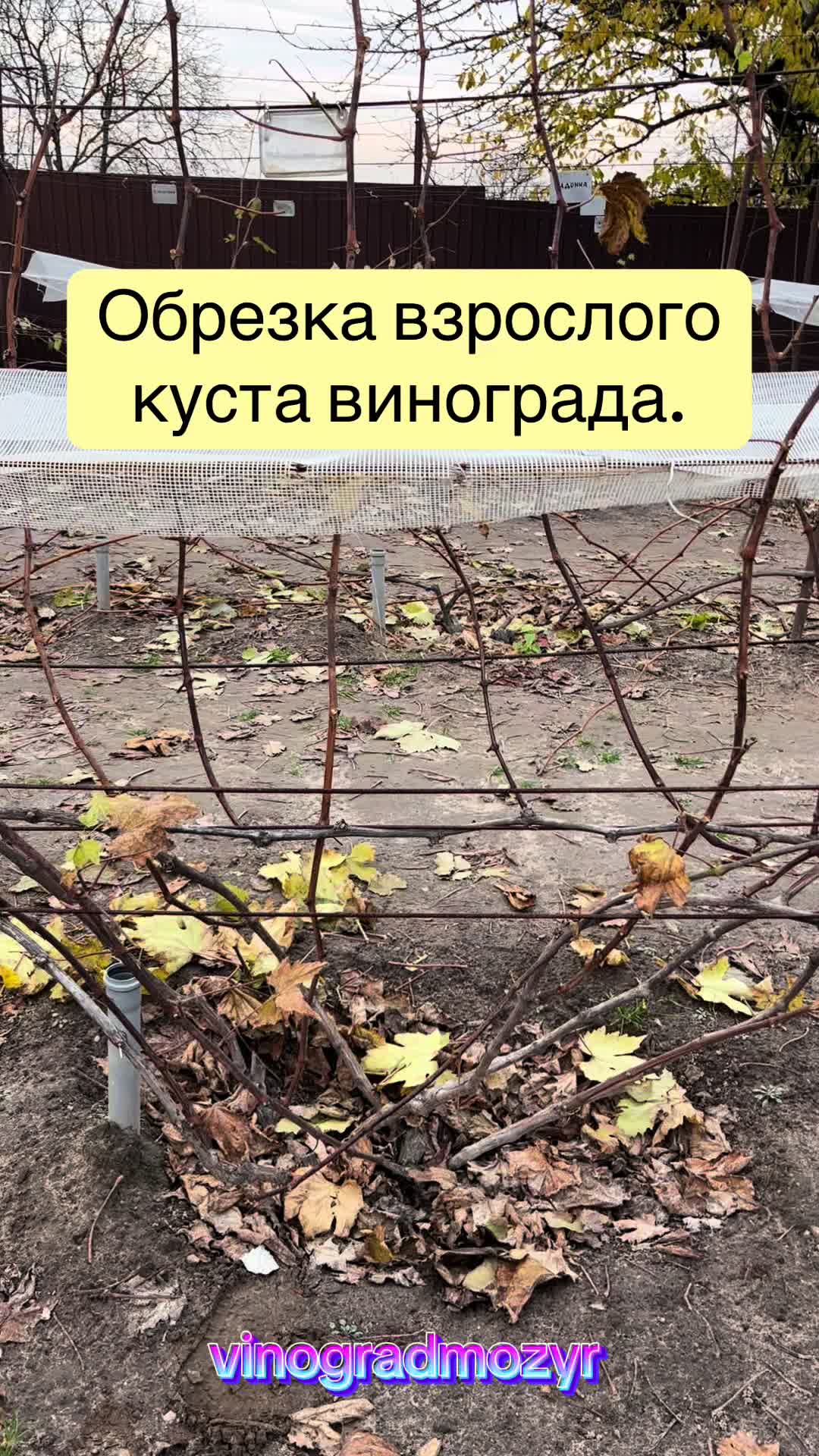 @Vinogradmozyr