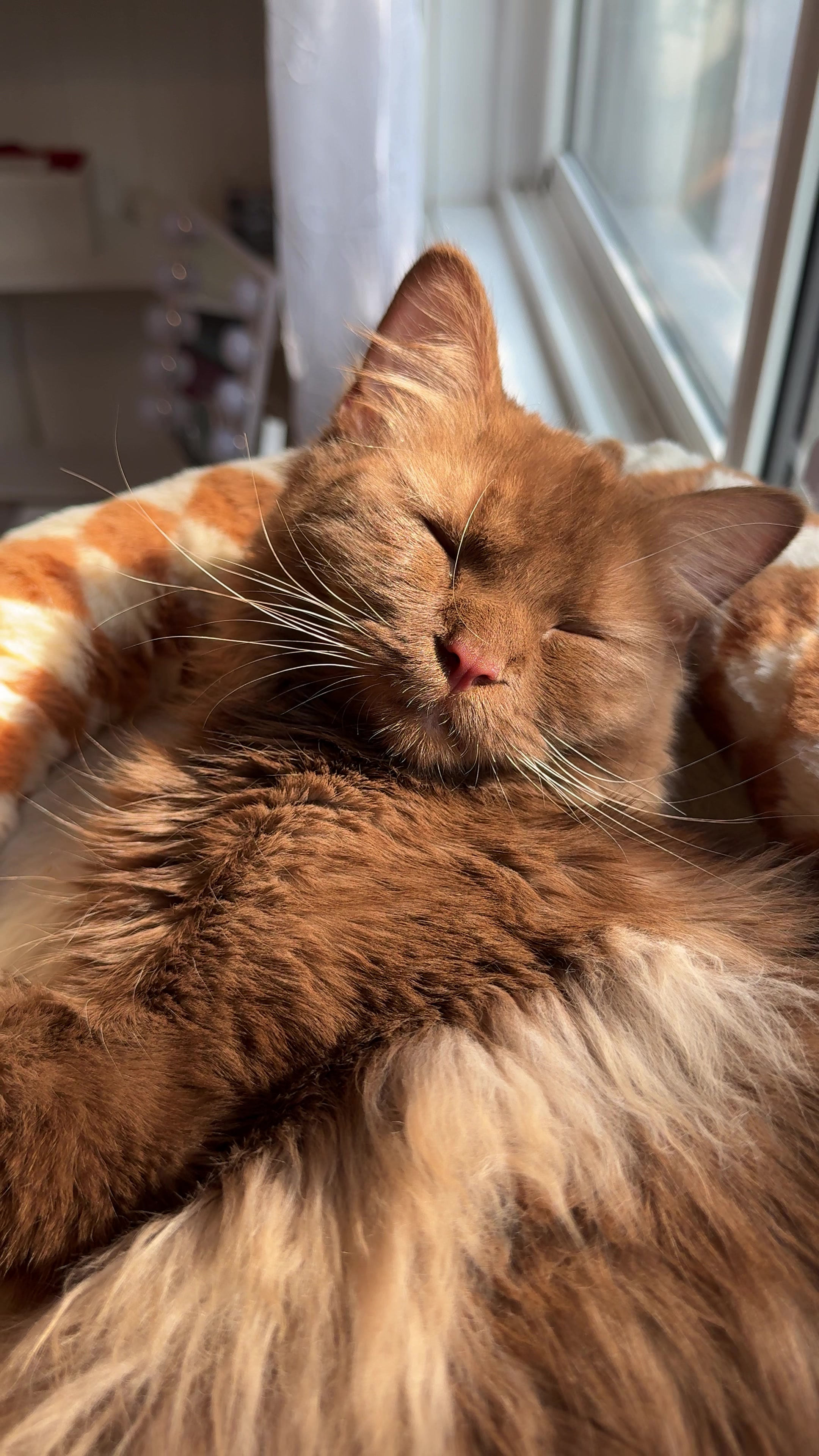 @Churro the Cinnamon Ragdoll 🤎