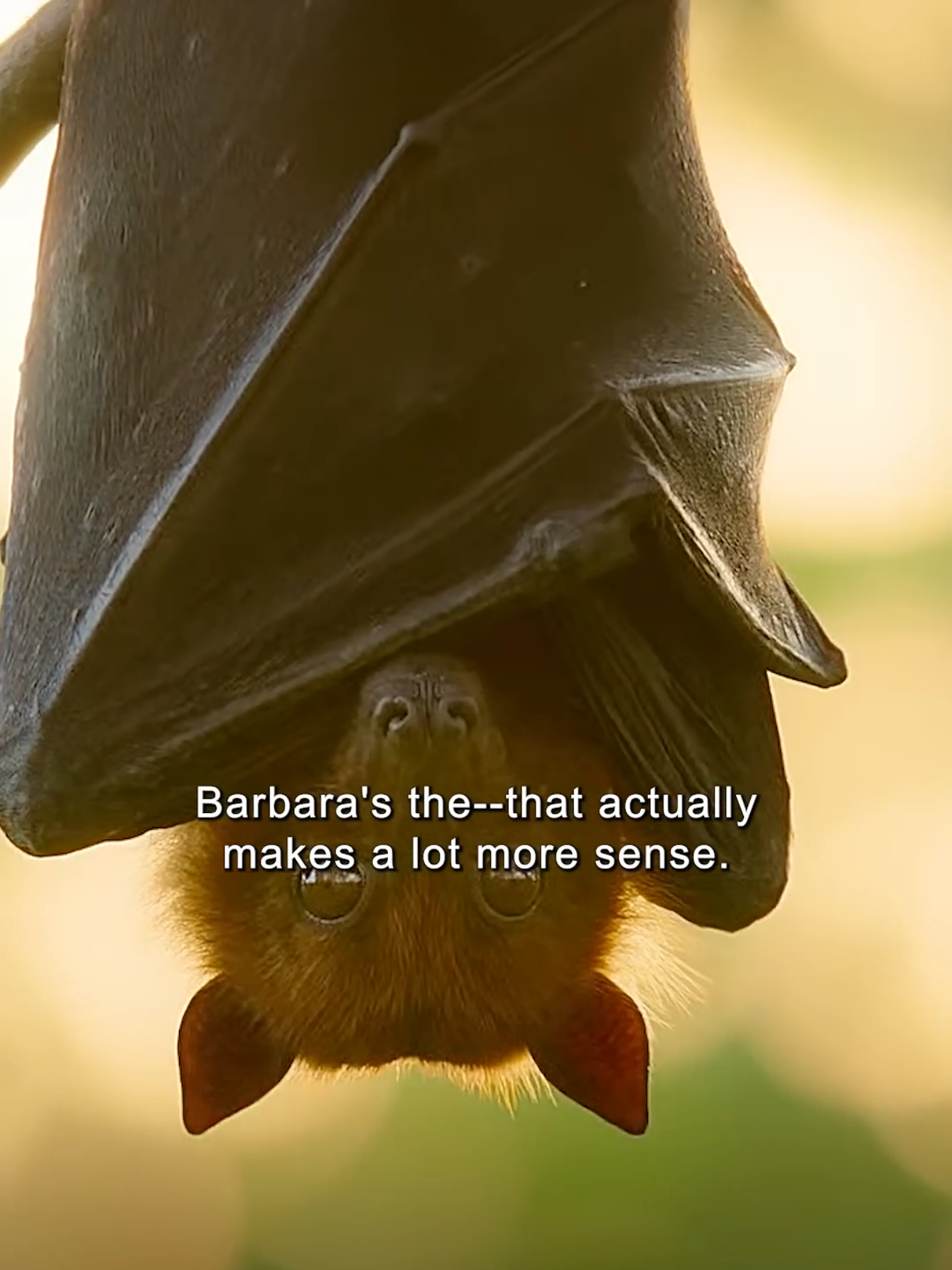 @Animal Life