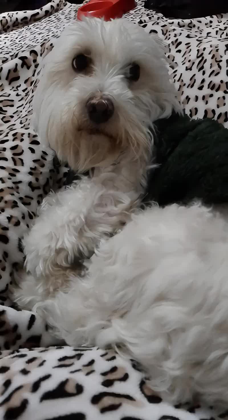 @Sr. Tomás 💙🐶💚