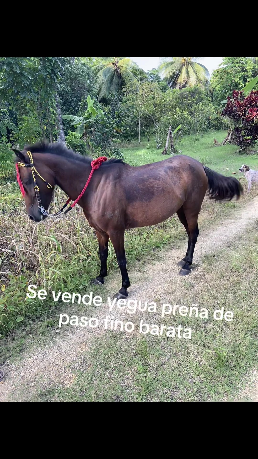@El tal caballista ese 🤠