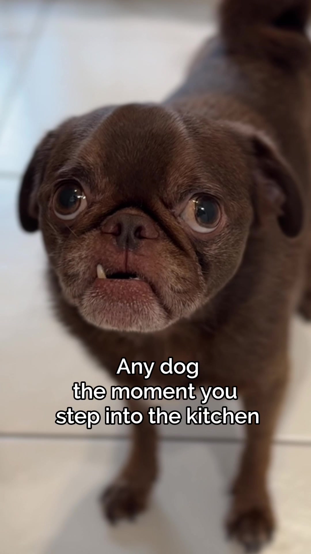 @ChilliThePug