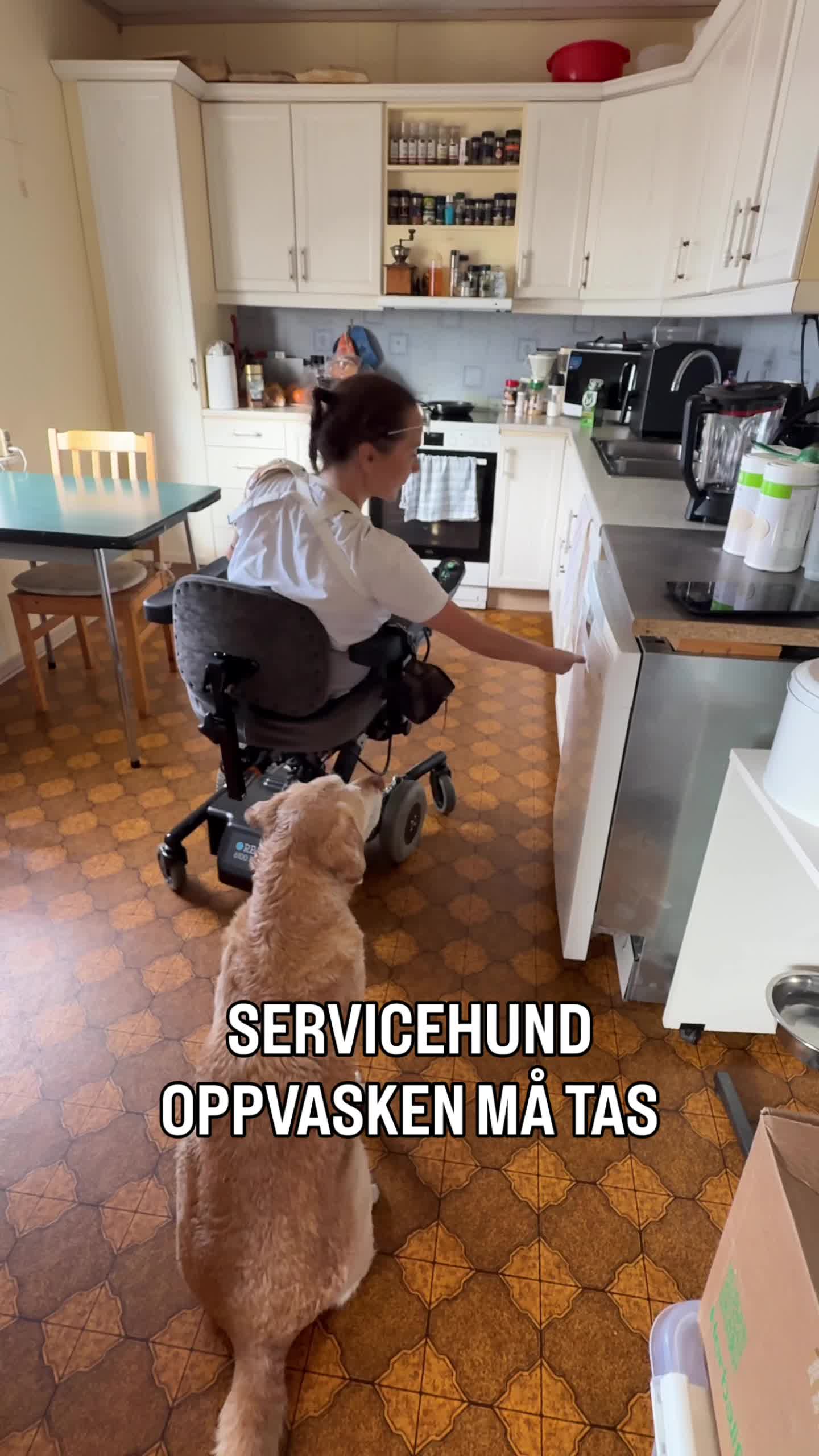 @MyHippiDog & Liv Tone 🇳🇴