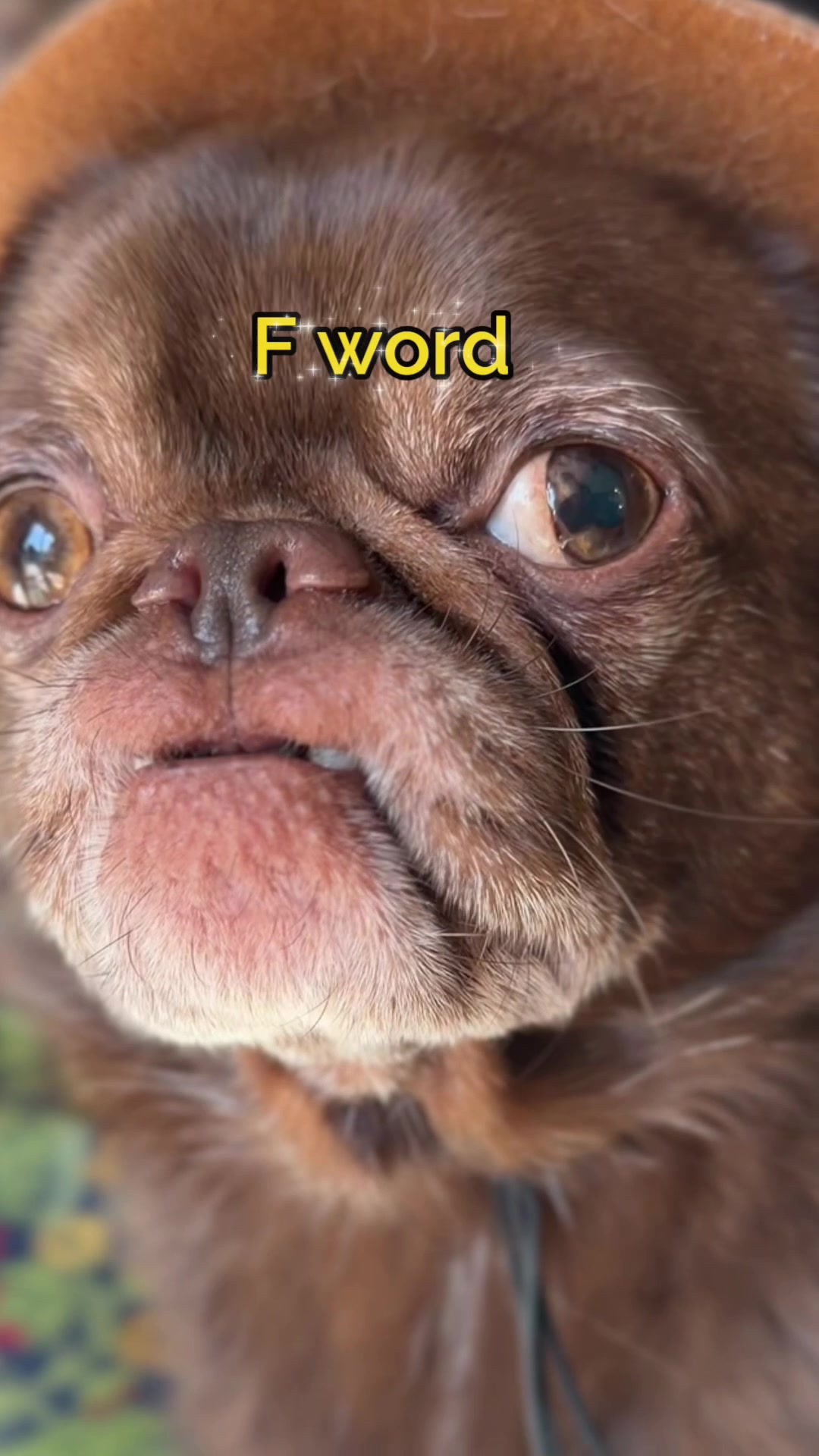 @ChilliThePug