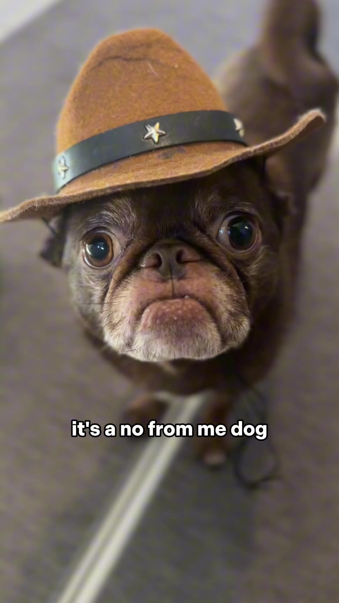 @ChilliThePug