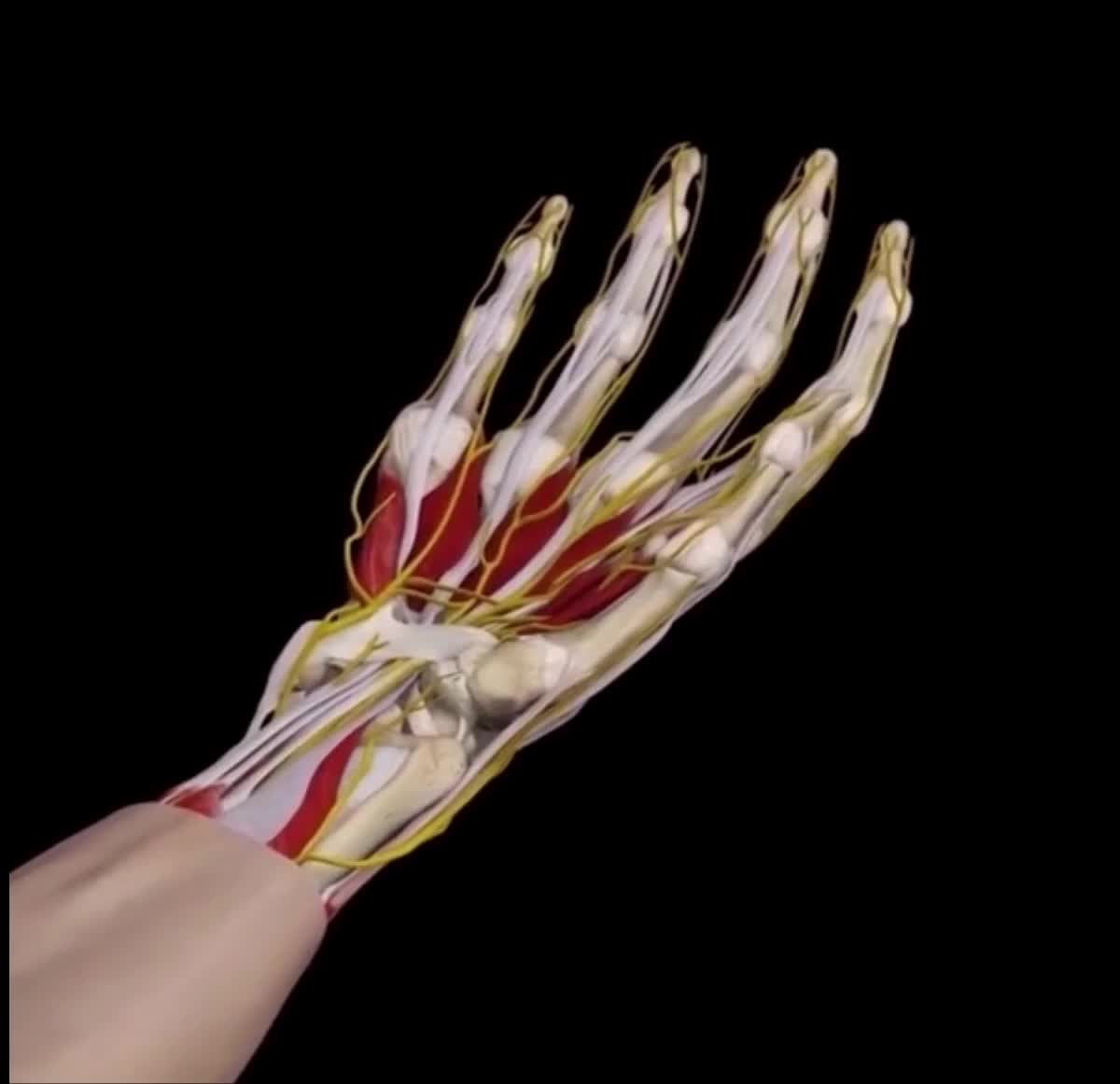 @Pasi&oacute;n por la Anatom&iacute;a